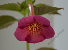 Achimenes Hard to Get