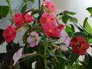 Achimenes mix