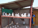 DSC03896