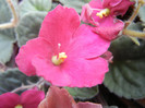 Spectra Color Red Violet (2012, Sep.12)