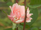 Rose Queen Elisabeth (2012, Sep.07)