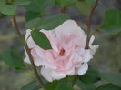 Rose Queen Elisabeth (2012, Sep.12)
