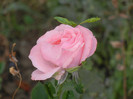 Rose Queen Elisabeth (2012, Sep.12)