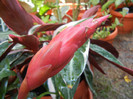 Red Bromeliad (2012, August 13)