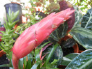 Red Bromeliad (2012, August 13)