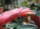 Red Bromeliad (2012, August 17)