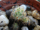 Mammillaria prolifera (2012, Sep.01)