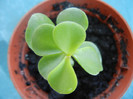 Crassula ovata Nora (2012, Sep.01)