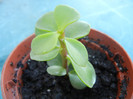 Crassula ovata Nora (2012, Sep.01)