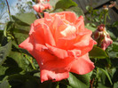 Rose Artistry (2012, September 12)