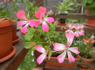 Ivy geranium Bicolor (2012, Sep.12)