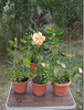 Cei 3 Apricot