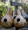 Birdhouse Gourd