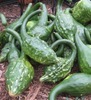 Dinosaur Gourd