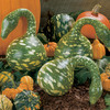 Speckled Swan Gourd