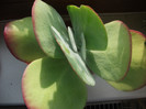 Kalanchoe thyrsiflora