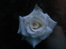 Picture 020
