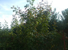 flori 2012 1165