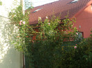 flori 2012 1168