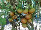 peach tomato