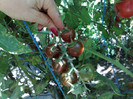 black cherry