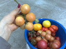 peach tomato