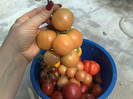 peach tomato