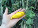 galbene lungi
