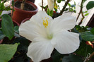 hibiscus Carta Blanche