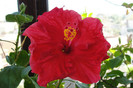 hibiscus Helene