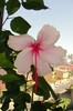hibiscus Pink Wings