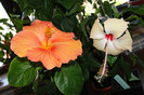 hibiscus Gator Orange si Fort de France