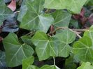 Hedera