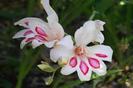 gladiole pitice