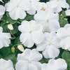 Impatiens