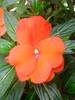Impatiens