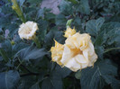 DSCF5802