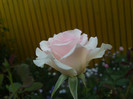 septembrie 2012 028