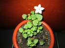 campanula-