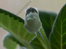 Gloxinia Jolly Rain