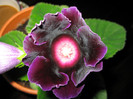 Violacea