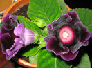 Violacea