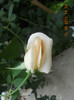 DSCN1996