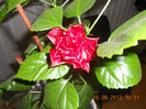 DSCN2001