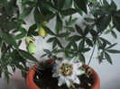 Picture 040