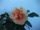 Picture 071
