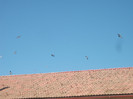 pleaca randunelele