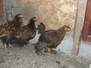 DSCF8606
