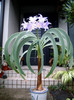 Worsleya procera or Blue Amaryllis