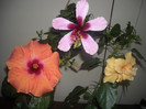 Hibiscus grup